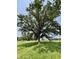 Magnificent large tree in a field, providing shade and character to the landscape at 725 N State Road 75, Lebanon, IN 46052