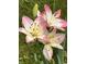 Close-up of vibrant lily flowers with water droplets in a well-kept garden at 828 N Butler Ave, Indianapolis, IN 46219