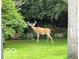 Deer with large antlers standing in a grassy area near trees at 6295 N Olney St, Indianapolis, IN 46220