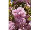 Beautiful bright pink blossoms, perfect for a stunning garden view at 6295 N Olney St, Indianapolis, IN 46220
