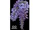 Cascading wisteria blooms in vibrant purples, adding natural beauty to any garden at 6295 N Olney St, Indianapolis, IN 46220