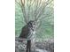Beautiful owl perched on a bench with greenery in the background at 6295 N Olney St, Indianapolis, IN 46220