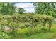 Lush grape vines on a trellis, showcasing the property's potential for gardening and outdoor living at 1130 E 105Th St, Carmel, IN 46280