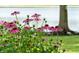 Purple cone flowers in a lush garden setting at 4443 Mallard Pt, Columbus, IN 47201