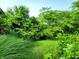View of the spacious backyard, surrounded by lots of overgrown trees and plants at 6003 S 125 W, Trafalgar, IN 46181