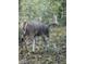 Trail cam view of a buck walking through a wooded area at 9168 S State Road 9, Flat Rock, IN 47234