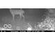 Night time trail cam view of a deer standing in a wooded area at 9168 S State Road 9, Flat Rock, IN 47234