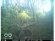 Trail cam view of a large buck in a lush, wooded area at 9168 S State Road 9, Flat Rock, IN 47234