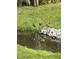 Scenic view of a tranquil pond with ducks swimming and relaxing on the grassy bank, enhancing the property's natural charm at 4070 Serenity Way Ct, Greenwood, IN 46142