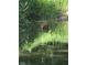 Fawn stands in a serene pond, reflecting the surrounding lush vegetation at 5240 W 400 N, Fairland, IN 46126