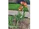 Beautiful flower, possibly an iris, on the property's sidewalk and yard at 4976 Rockne Cir, Carmel, IN 46033