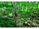 Lush landscape with mature trees and greenery throughout property at 944 Briar Patch Ln, Greenwood, IN 46142