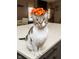 Charming Cat sitting on kitchen island at 8514 Midsummer Dr, Indianapolis, IN 46239
