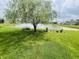 Scenic view of community pond with a lush green landscape and established trees at 2292 Hampton Dr, Franklin, IN 46131