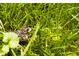 A baby bird sits peacefully in the grass at 6379 Monitor Dr, Indianapolis, IN 46220
