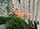 Garden view of pink and yellow flowers in the backyard at 3400 W Riggin Rd, Muncie, IN 47304