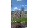 Lovely weeping cherry tree in full bloom with lush green lawn at 204 W Pullman St, Waldron, IN 46182