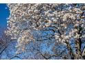 Beautiful white blossoms under a clear blue sky at 3705 River Rd, Columbus, IN 47203
