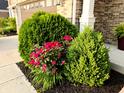 Beautiful landscaping featuring a variety of shrubs and colorful flowers near the front door at 2325 Silver Rose Dr, Avon, IN 46123