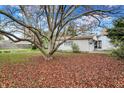Lush backyard featuring mature tree and a carpet of fallen leaves at 2330 Harlan St, Indianapolis, IN 46203