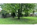 A spacious backyard features a large tree with lush greenery, offering ample shade and privacy at 1202 S Ribble Ave, Muncie, IN 47302
