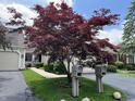 Beautifully landscaped front yard with a vibrant red maple tree and well-maintained lawn at 7440 Sylvan Ridge Rd, Indianapolis, IN 46240