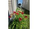 Vibrant red lilies and daisies adorn the side of the house, adding curb appeal at 12671 Endurance Dr, Fishers, IN 46037