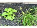 Garden bed featuring hostas and other plants mulched with black landscaping material at 15841 E 265 N, Columbus, IN 47203