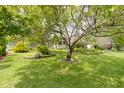 Spacious backyard featuring a large tree, well-maintained lawn, and decorative landscaping at 12222 Cable Dr, Indianapolis, IN 46236