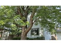 Charming home exterior with a large tree providing shade, enhancing curb appeal at 1018 Jefferson Ave, Indianapolis, IN 46201
