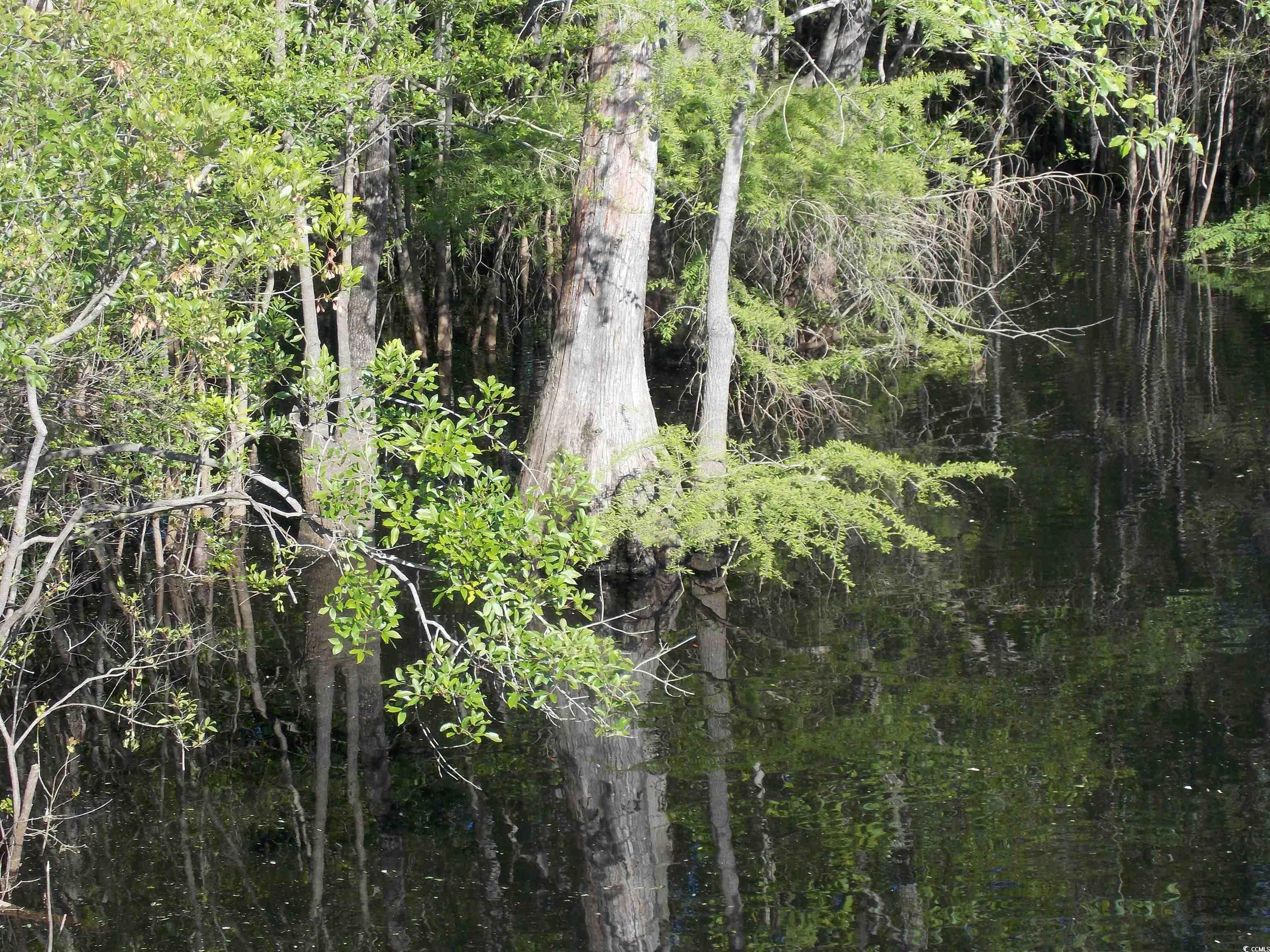 Photo #37
