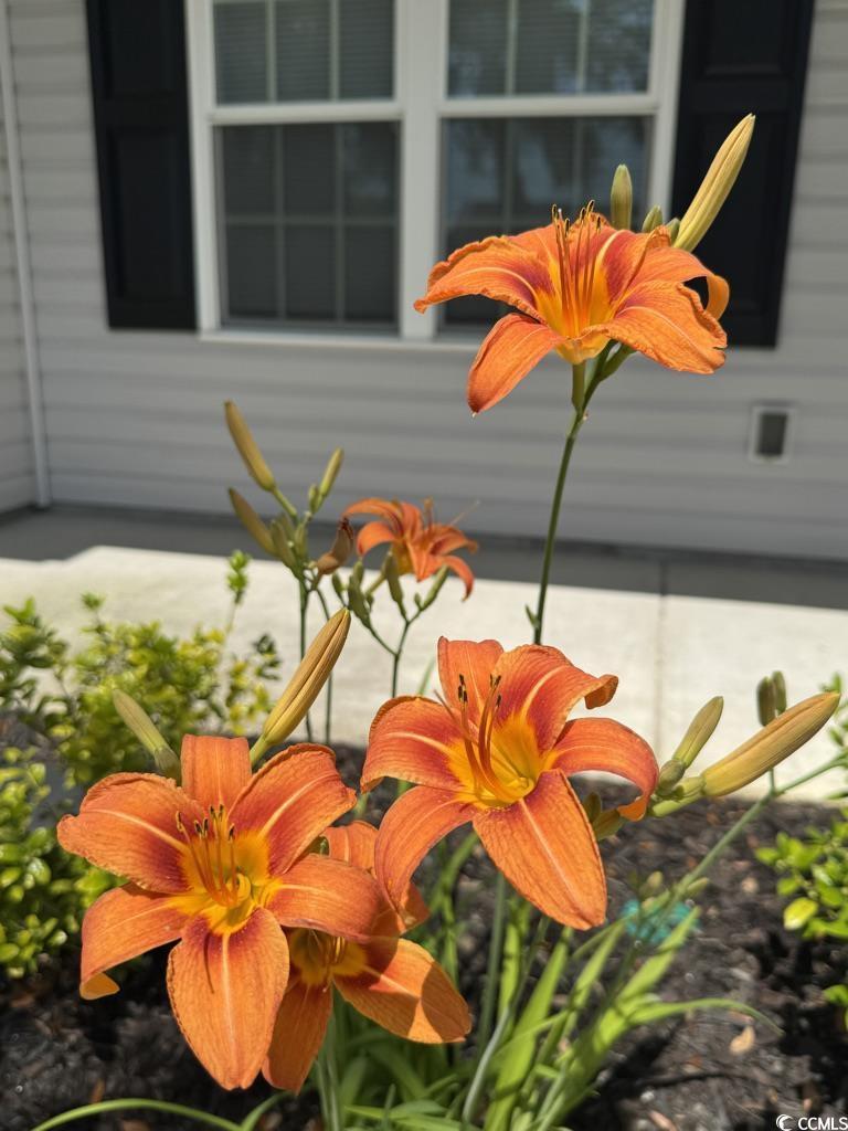 Photo #34