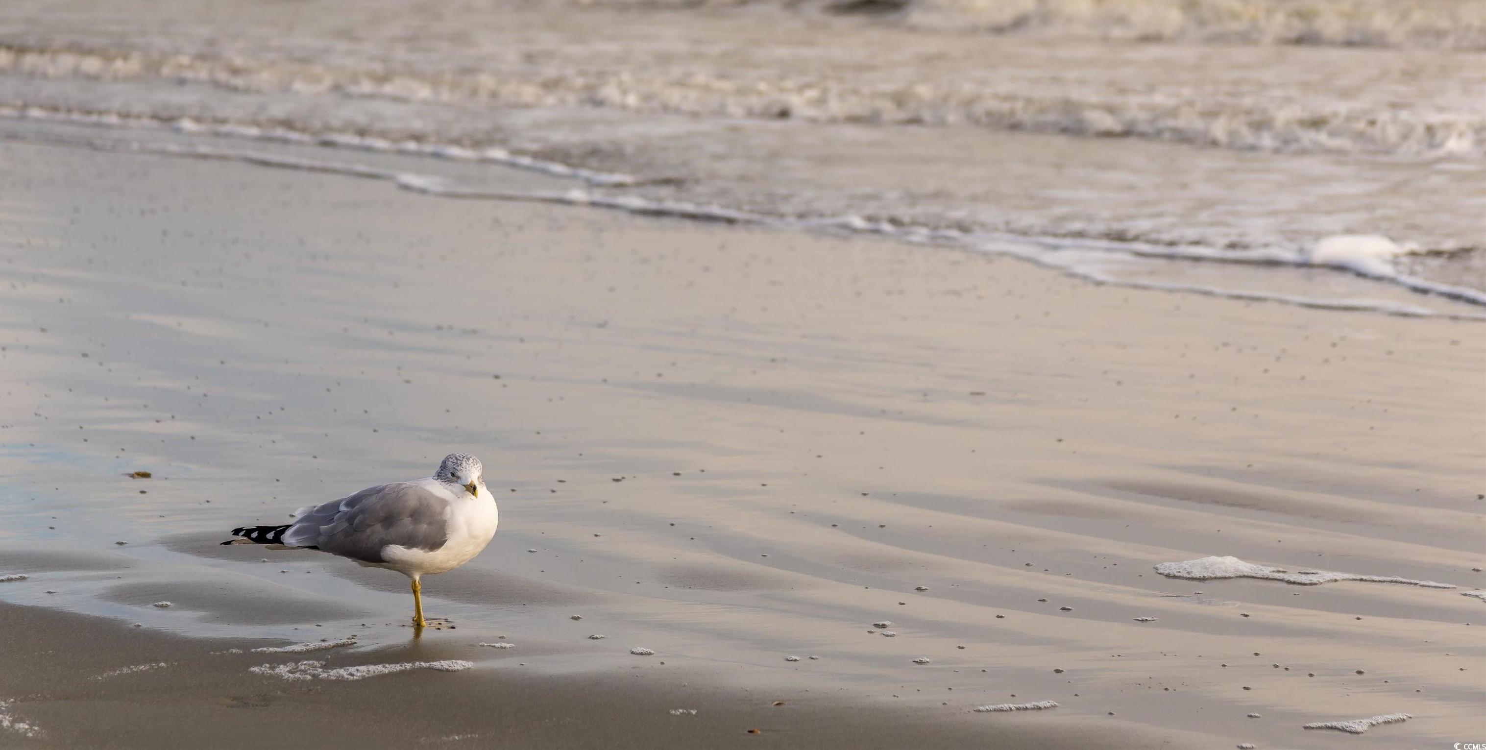 Photo #28