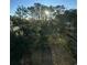 Sunny backyard with lush green trees and landscaping at 189 Brown Pelican Loop, Pawleys Island, SC 29585