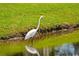 A great egret wades in the waters of a community pond at 2060 Cross Gate Blvd. # 305, Surfside Beach, SC 29575