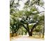 This is a street view of live oaks lining the street at 2110 4Th Ave., Conway, SC 29527
