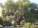 A giant oak tree with sweeping Spanish moss hangs over the street at 741 Londonberry Ct., Conway, SC 29526