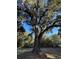 Scenic view of a mature oak tree with Spanish moss creating a serene and natural landscape at 187 Alston Rd., Pawleys Island, SC 29585
