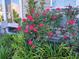 Landscaping with rose bushes and green foliage surround a window at 4463 Livorn Loop # 4463, Myrtle Beach, SC 29579