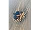 Two starfish on the beach at 5905 S Kings Hwy. # B130, Myrtle Beach, SC 29575