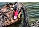 Close-up shot of a beautiful black swan swimming in the water at 410 Melrose Pl. # 219, Myrtle Beach, SC 29572
