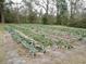 Rows of cabbage plants growing in garden at 187 Stephen Dr., Hemingway, SC 29554