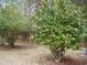 Red camellia bush in the yard at 187 Stephen Dr., Hemingway, SC 29554