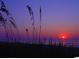 Sunrise over ocean with beach grass in foreground at 719 Isle Verde Dr, Myrtle Beach, SC 29579