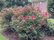 Vibrant rose bushes are planted along a brick wall, adding a touch of color and beauty to the outdoor space at 165 Greenbriar Ave., Pawleys Island, SC 29585