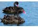 Two black swans swimming in the lake at 410 Melrose Pl. # 304, Myrtle Beach, SC 29572