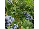 Close up of ripe blueberries growing on a lush green bush, offering a taste of homegrown goodness at 1586 Bridgebrook Ln., Conway, SC 29527