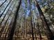 Beautiful woodland with tall trees and dappled sunlight streaming through the canopy at 402 Wilkinson St., Georgetown, SC 29440