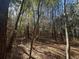 Wooded lot featuring tall trees and a blanket of pine straw at 402 Wilkinson St., Georgetown, SC 29440