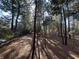 Wooded homesite featuring scattered trees and a blanket of pine straw at 402 Wilkinson St., Georgetown, SC 29440